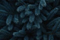 Closeup of Blue Spruce Needles Texture Royalty Free Stock Photo