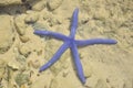 Closeup of Blue starfish in the sea