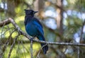 Closeup of a blue Steller`s jay Cyanocitta stelleri, also called  long-crested jay, mountain jay or pine jay on a branch Royalty Free Stock Photo