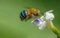 Closeup Blue Striped Honeybee in the midday Royalty Free Stock Photo