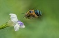 Closeup Blue Striped Honeybee in the midday Royalty Free Stock Photo