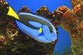 Closeup of a blue tang surgeonfish in the aquarium Royalty Free Stock Photo