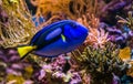 Closeup of a blue tang surgeonfish, popular tropical aquarium pet, exotic fish from the pacific ocean Royalty Free Stock Photo