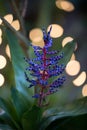 Blue Tango Bromeliad Flower Closeup