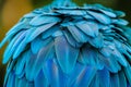 Closeup of blue and teal macaw feathers, showcasing the intricate patterns Royalty Free Stock Photo
