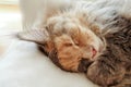 Closeup of a Blue Tortie Tabby with White Maine Coon Cat Sleeping on Sofa