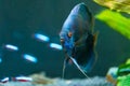 Closeup of a blue tropical Symphysodon discus fish in a fishtank Royalty Free Stock Photo