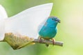 Closeup of blue waxbill on feeder Royalty Free Stock Photo