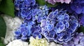 Closeup blue and white beautiful hydrangea Royalty Free Stock Photo