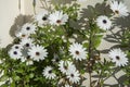 A closeup of a Blue-and-white daisy bush with big flowers