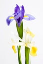 Closeup blue and white iris bloom isolated Royalty Free Stock Photo