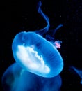 Closeup of a blue with white jellyfish lighting up in the dark, marine life portrait Royalty Free Stock Photo