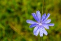 Chicory