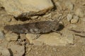 Closeup on a blue-winged sand grasshopper, Sphingonotus caerulans sitting on a stone