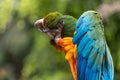 Closeup of a blue and yellow, colorful Macaw parrot scratching its head with its foot Royalty Free Stock Photo