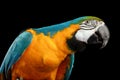 Closeup Blue and Yellow Macaw Parrot Face Isolated on Black