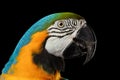 Closeup Blue and Yellow Macaw Parrot Face Isolated on Black Royalty Free Stock Photo