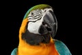 Closeup Blue and Yellow Macaw Parrot Face Isolated on Black