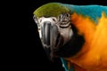 Closeup Blue and Yellow Macaw Parrot Face Isolated on Black