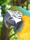 Closeup of blue and yellow macaw, profile of beautiful colorful big parrot, wildlife, bird Royalty Free Stock Photo