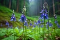 closeup of bluebell flowers growing on a natural green forest background Royalty Free Stock Photo