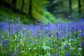 closeup of bluebell flowers growing on a natural green forest background Royalty Free Stock Photo