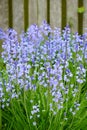 Closeup of Bluebell growing in a green garden in springtime with a wooden gate background. Macro details of blue flowers Royalty Free Stock Photo