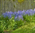 Closeup of Bluebell growing in a green garden in springtime with a wooden gate background. Macro details of blue flowers Royalty Free Stock Photo