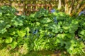 Closeup of Bluebell growing in a green garden in springtime with a wooden gate background. Macro details of vibrant blue Royalty Free Stock Photo