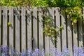 Closeup of Bluebell growing in a green garden in summertime with a wooden gate background. Details of fresh blue flowers Royalty Free Stock Photo