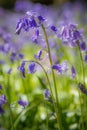 Closeup of bluebells against a backdrop of the bluebell meadow