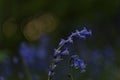 Hyacinthoides non-scripta Closeup with sun bokeh