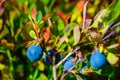 Closeup blueberries bush with berries Royalty Free Stock Photo