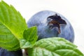 Closeup of Blueberry and Mint Royalty Free Stock Photo