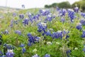 Closeup of Bluebonnet flowers surrounded by green leaves