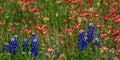 Closeup of Bluebonnets and Indian Paintbrushes in the Texas Hill Country Royalty Free Stock Photo