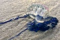 A bluebottle jellyfish on the beach in Australia