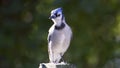 Closeup of a Bluejay Bird on top of a fence