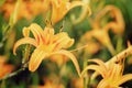 Hemerocallis Fulva/Orange Daylily flowers Aerial Photography Royalty Free Stock Photo