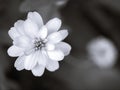 Closeup blur macro Zinnia angustifolia  flower in black and white image and blurred background ,old vintage Royalty Free Stock Photo