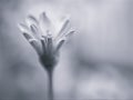 Closeup blur macro Zinnia angustifolia  flower in black and white image and blurred background ,old vintage Royalty Free Stock Photo