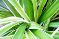 Closeup and Blur of nature green leaves background, Summer Morning natural Light.Green leaf texture background. Green Concept