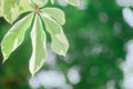 Closeup blurred green leaf background