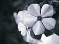 Closeup blurred white periwinkle madagascar flower in black and white image and blurred background ,old vintage style photo for ca Royalty Free Stock Photo