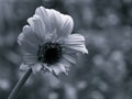 Closeup blurred white Transvaal Gerbera daisy flower in black and white image and blurred background ,old vintage style photo Royalty Free Stock Photo