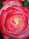 Closeup of blushing rose bloom in two colours