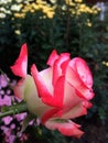 Closeup of blushing rose bud in two colours with blurred background