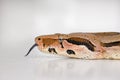 Closeup of a Boa snakes face isolated on white against a bright studio copyspace background. Head of a slithering snake Royalty Free Stock Photo