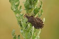 Closeup on a boat shield bug, Enoplops scapha, warming up on a green leaf Royalty Free Stock Photo
