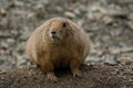 Closeup of a Bobak marmot standing on soil Royalty Free Stock Photo